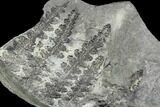 Pennsylvanian Fossil Fern (Lyginopteris) - Alabama #112748-1